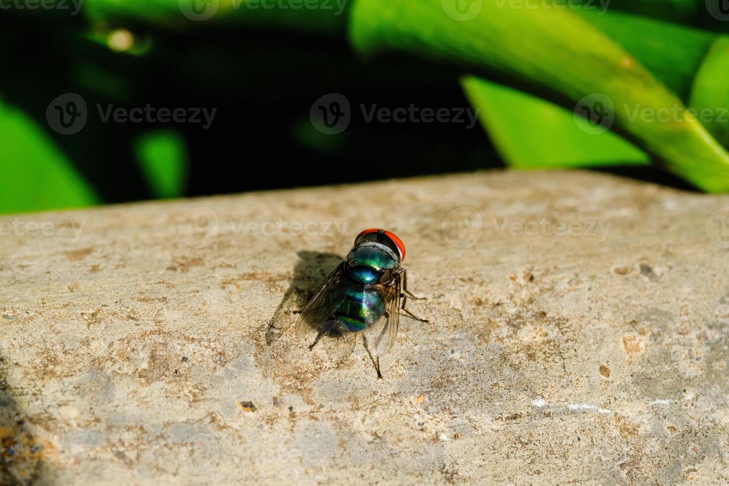 Macrophotography Blue Bottle fly on wall. Animal in Closeup shot perched on a cement wall. Insects in the wild. Bugs on the leaves. Graphic Design. Copy space. Pest in the wild photo