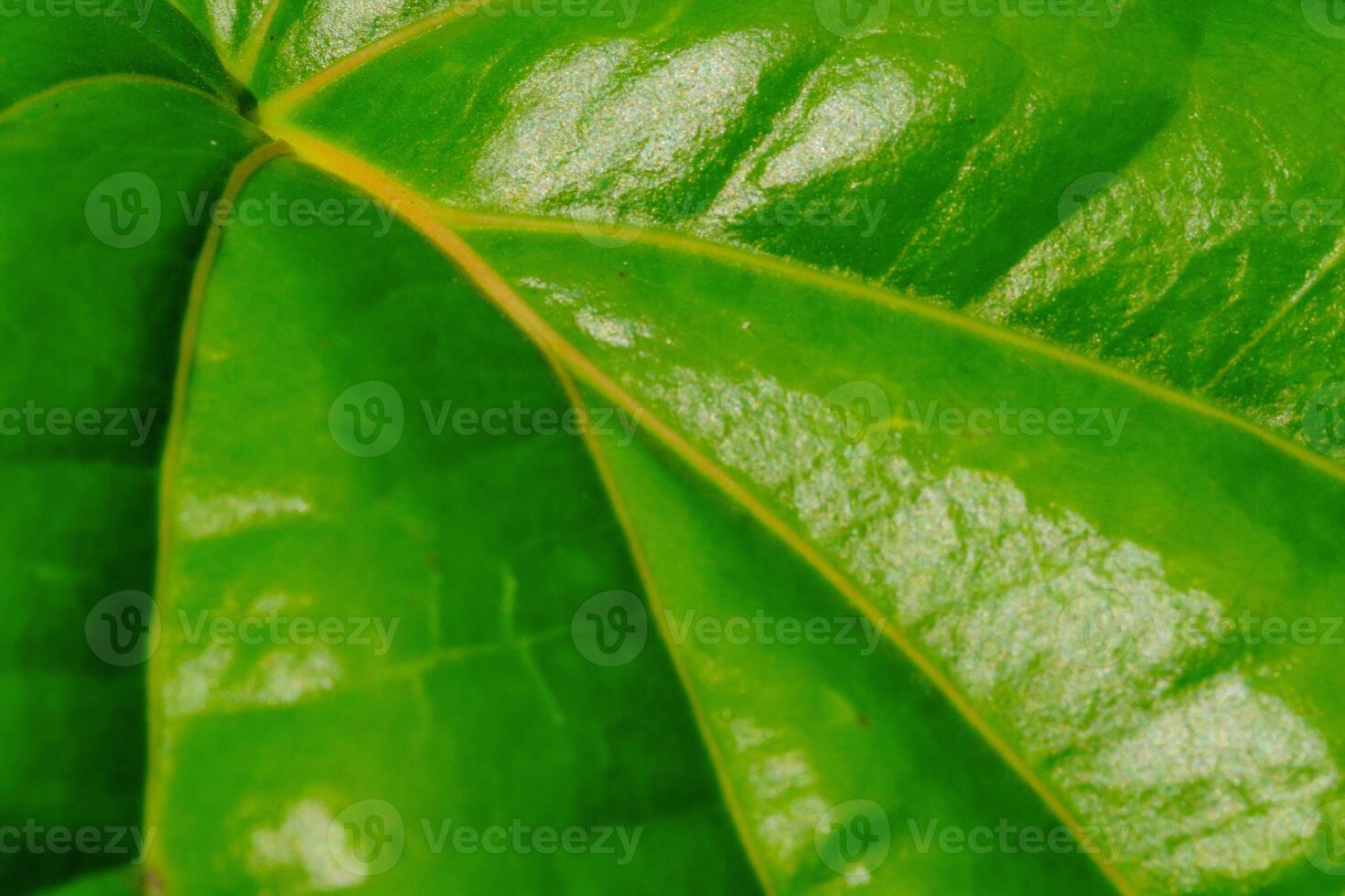Abstract natural leaves Piper betle backgrounds. Green betel leaves have curved or cervinervis type leaf veins. Macrophotography of plants. Shiny and textured leaf surface. Leaf Closeup. Text space. photo