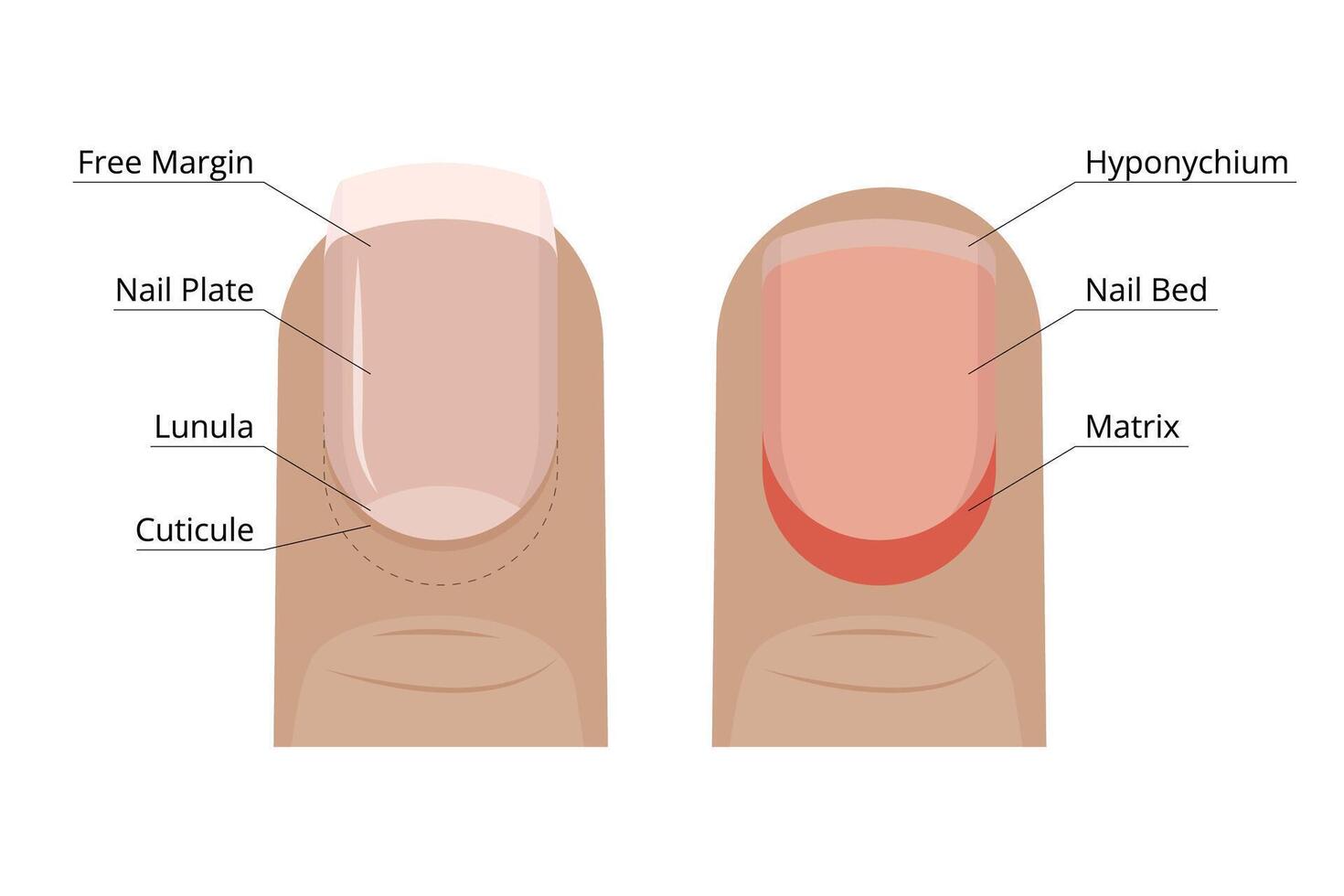 Medical diagram showing external and internal parts of fingernail including free margin, nail plate, lunula, cuticle, hyponychium, nail bed and matrix vector