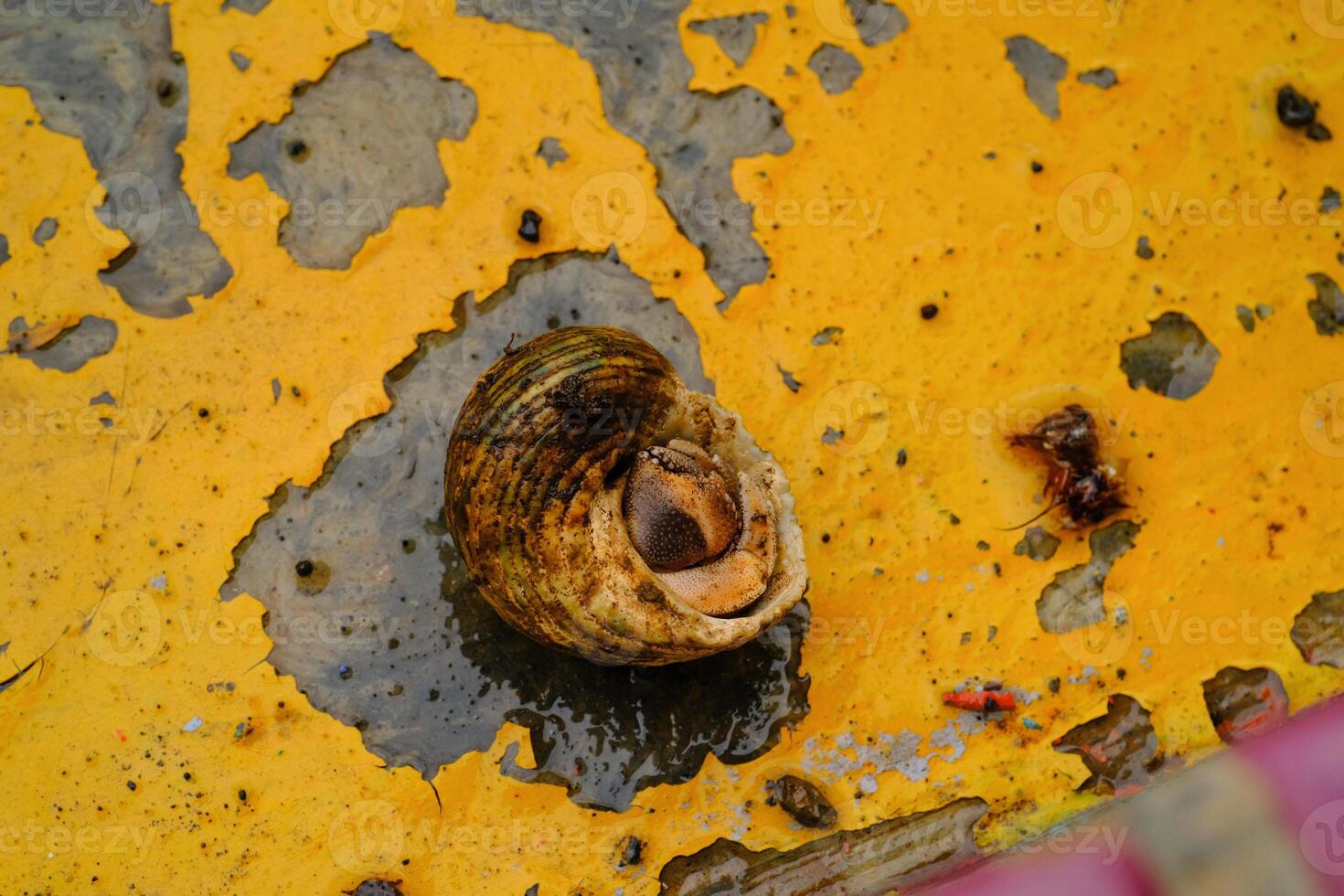 Tiny hermit crab upside down with peeling paint floor background. Macrophotography of Hermit crab. Shiny and textured shell. Animal Closeup. Negatice space. Crustacea in Macro photo