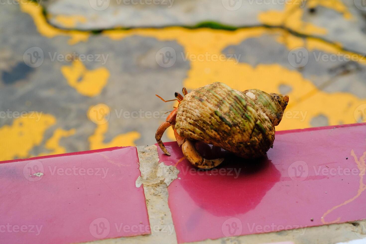 Macrophotography Red hermit crab crawling on the edge of the floor. Animal in Closeup shot escaping from the cage. Crustaceans in the wild. Cute pet animals. Graphic Design. Copy space. photo