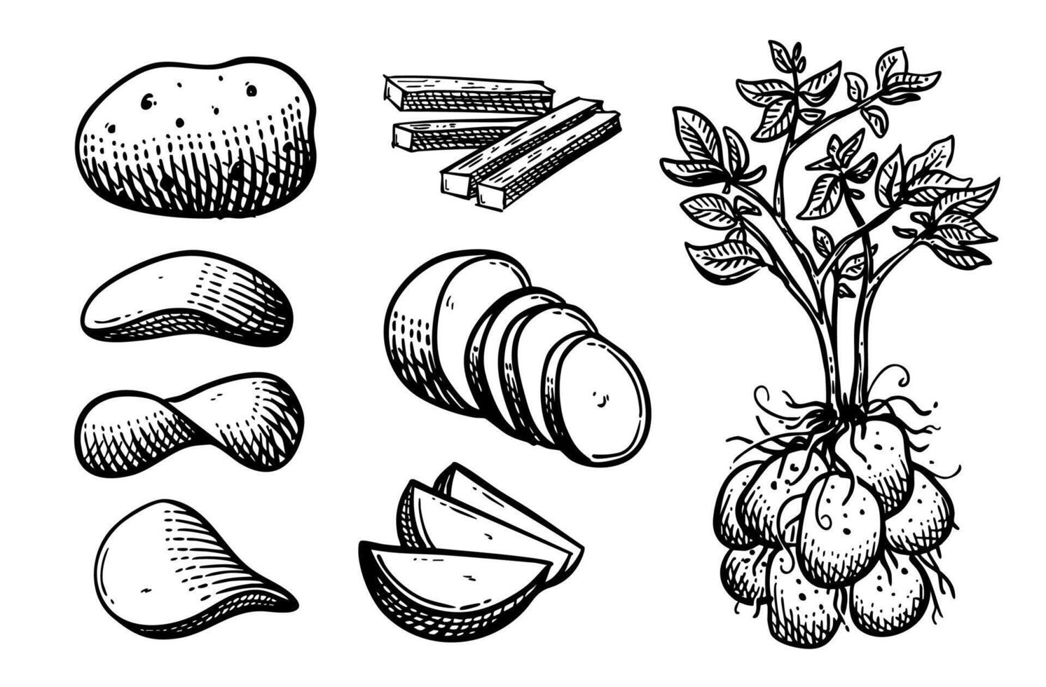 Set of hand drawn Potato with various shapes of cuts and plant vector