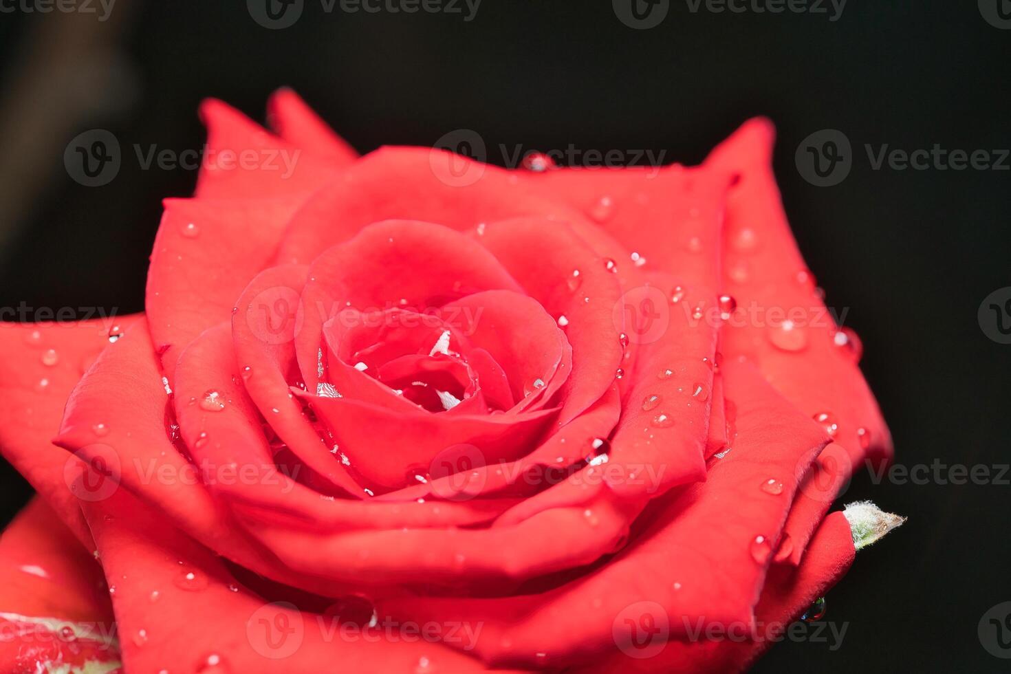 Macro photography of red rose flower petals with water droplets 3 photo