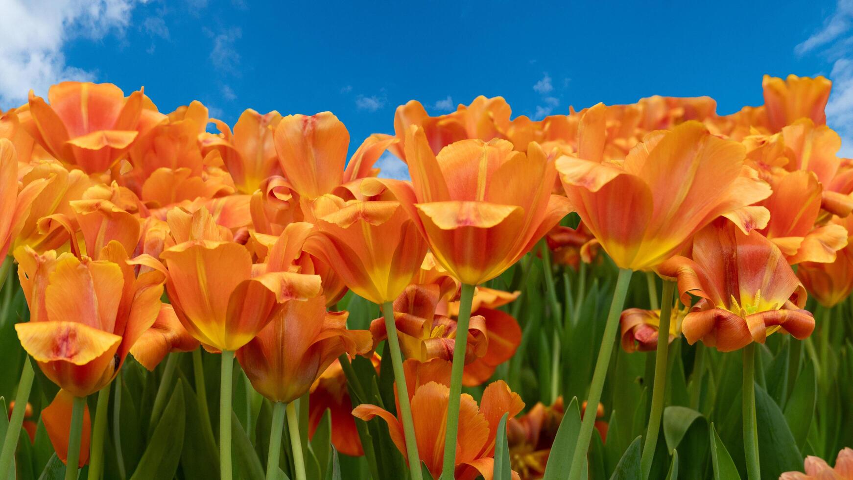 Many orange tulips are lined up. The branches are bright green. background of nature blue sky and white clouds. photo