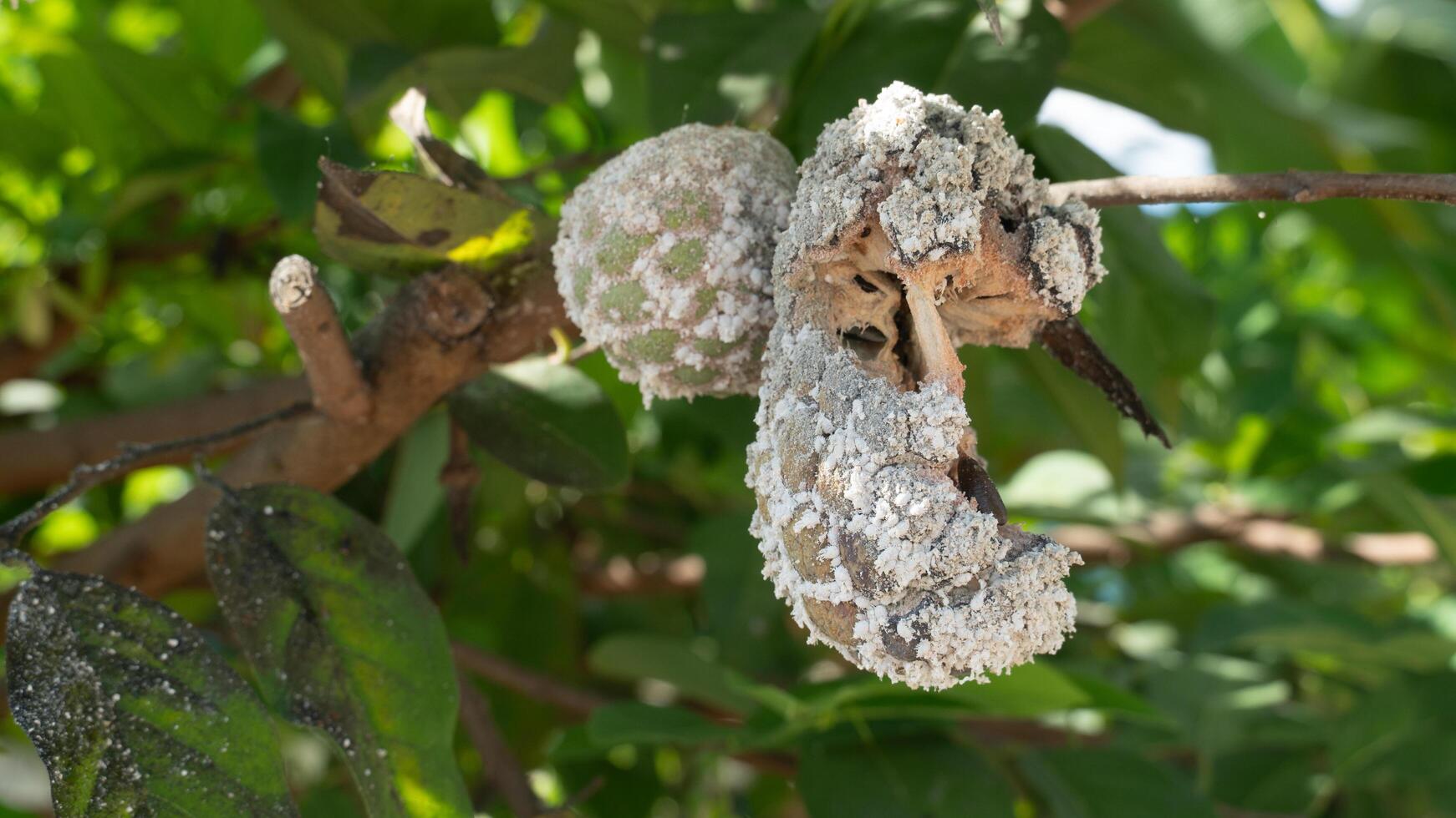 Custard apple fruit hanging on the branch of tree. Torn and damaged fruit. Aphids are feeding on the whole fruit. Background of green leaves. photo
