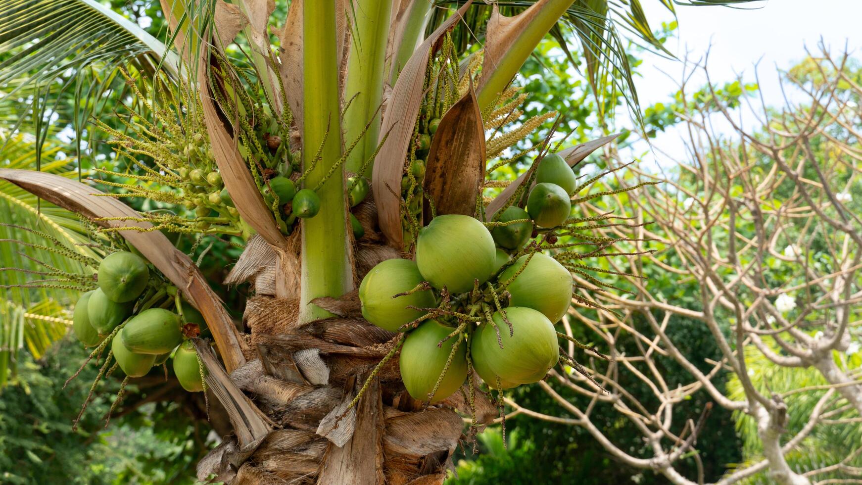 Green and raw coconut fruit on the tree in garden. Background of garden trees. photo