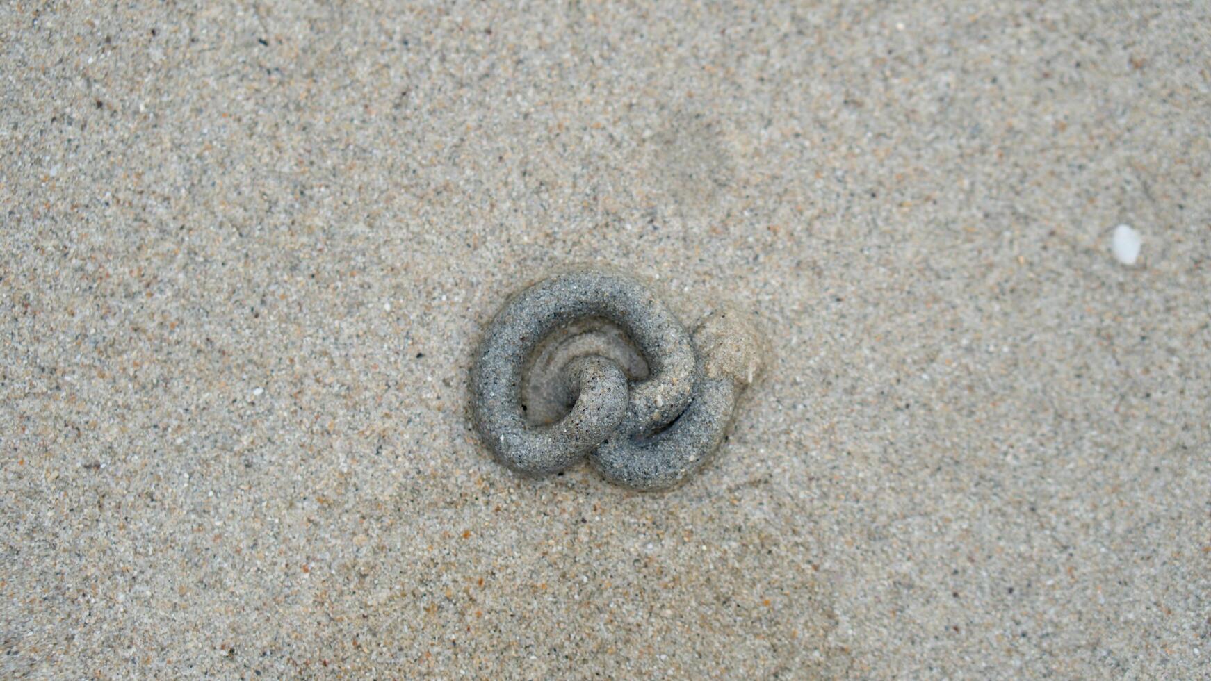 Above view of sand tracks dug out by crabs form long. curved coils on the wet sand. photo