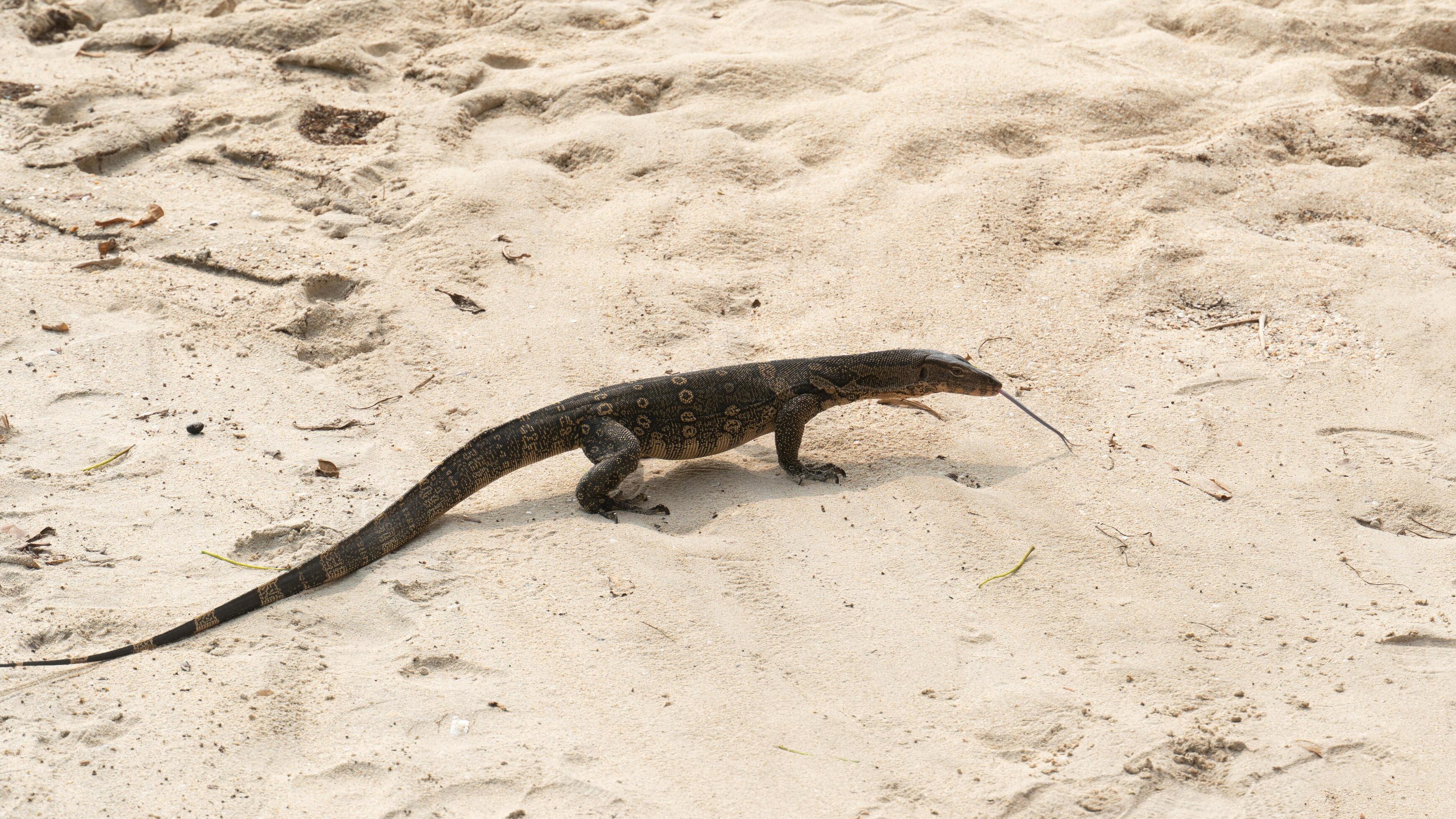 Large of Monitor lizard walking on light colored sand. Monitor lizard ...