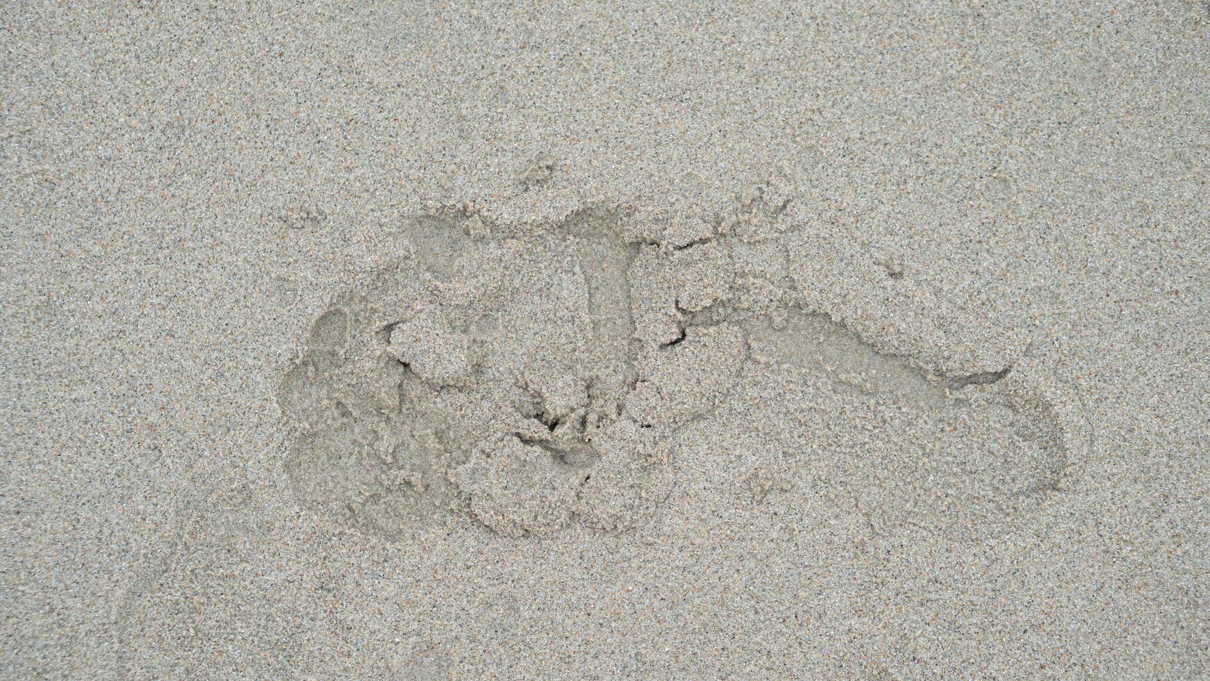 Above view of single footprints of people on the sandy beach. for background and textured of wet beach. photo