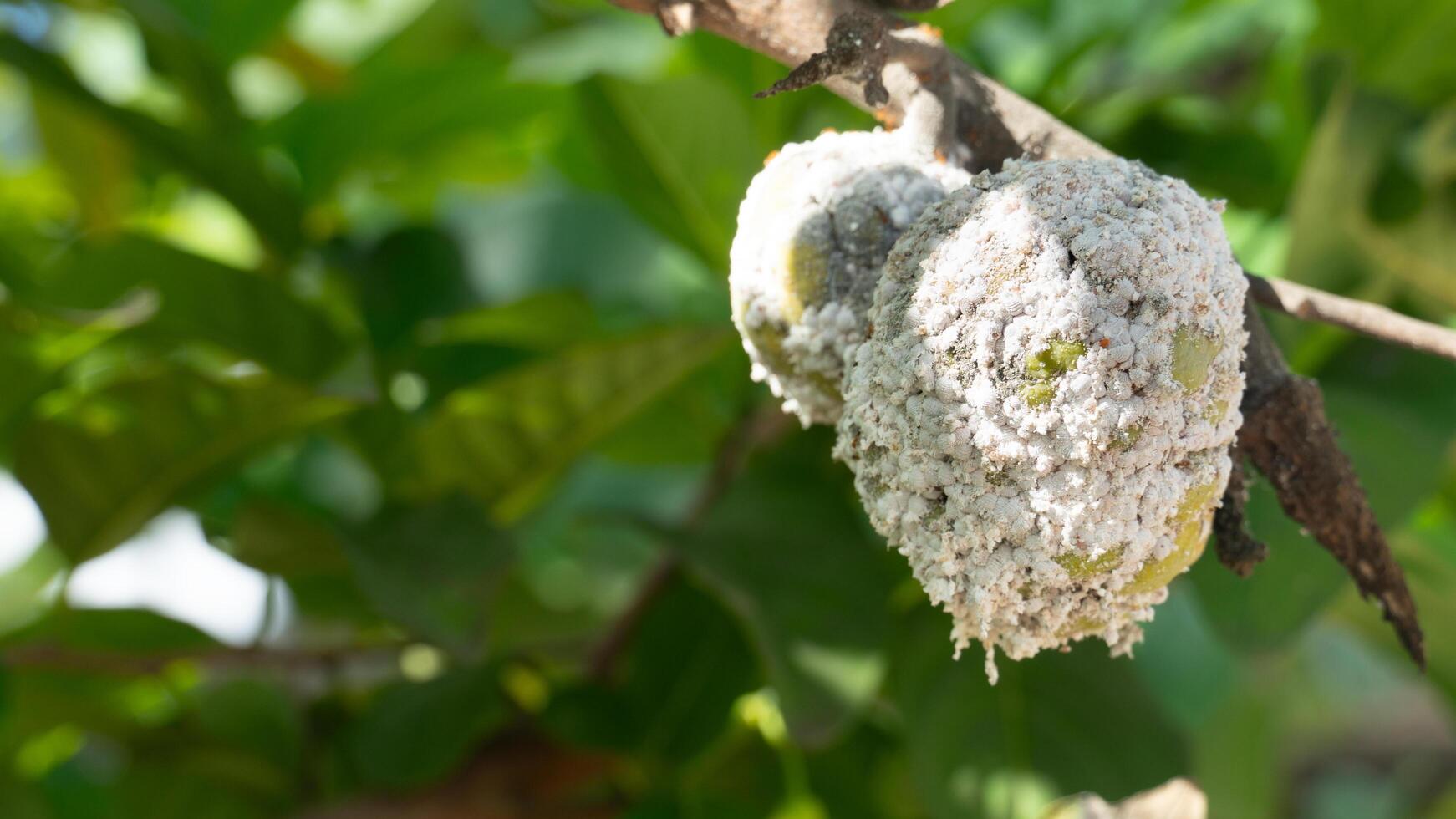 Custard apple fruit hanging on the branch of tree. Aphids are feeding on the whole fruit. Background of green leaves. photo