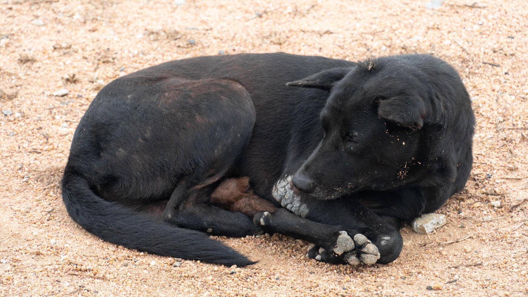 Thai dog sleeping on a sandy or gravelly surface. Dog dark fur contrasts with the light colored ground and it appears to be resting peacefully. photo