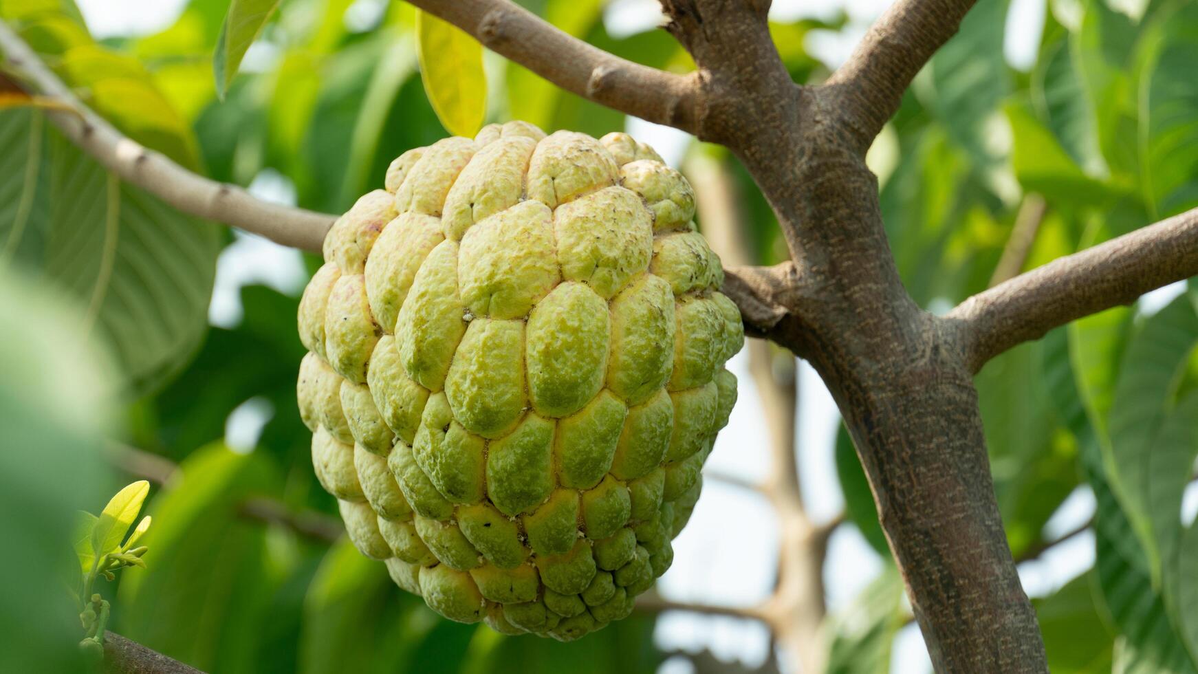 Big custard apples hanging from the trees. surface of the fruit has a few aphids along the grooves. photo