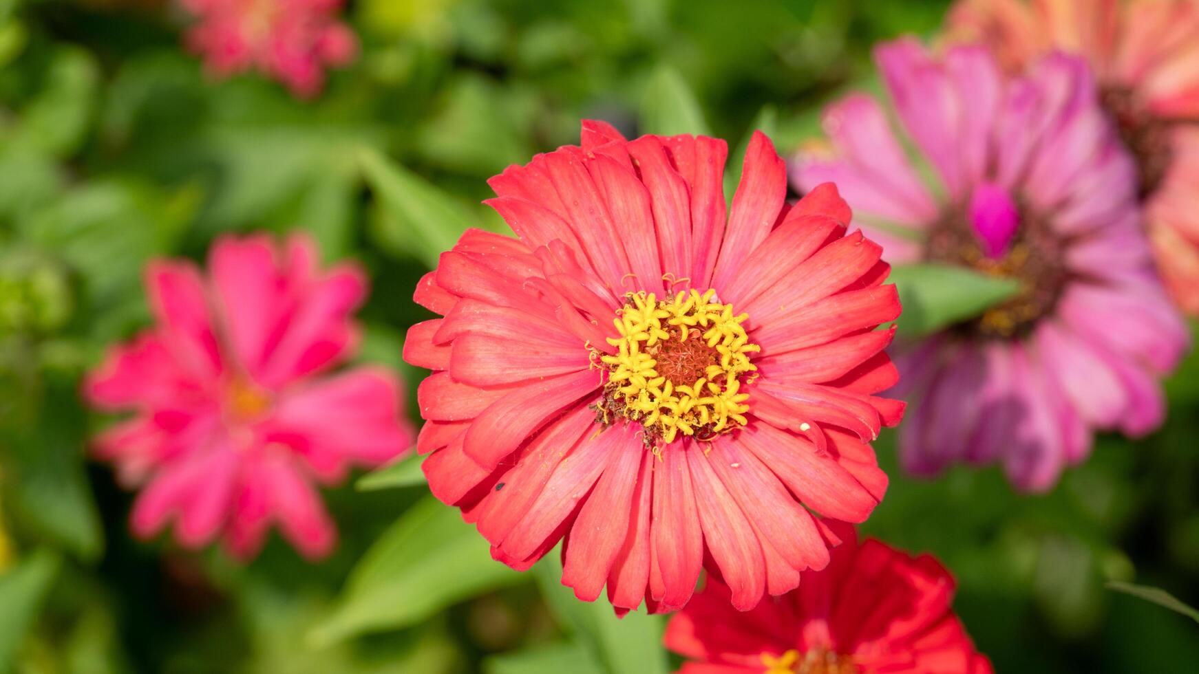 Vibrant pink Zinnia elegans flower with pollen yellow center. Flower is surrounded by other Zinnia elegans flowers in various colors. Background is a field of green leaves. photo