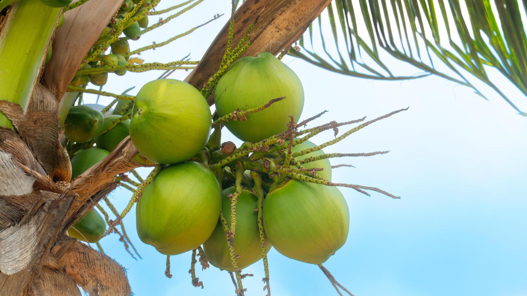 Green and raw coconut fruit on the tree in garden. Under blue sky. photo