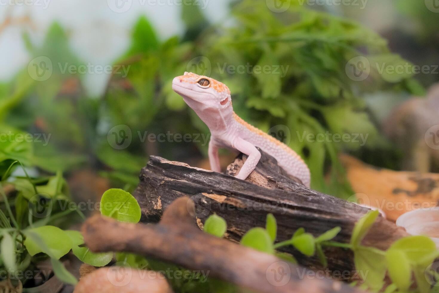 A small lizard is sitting on a log in a green environment photo