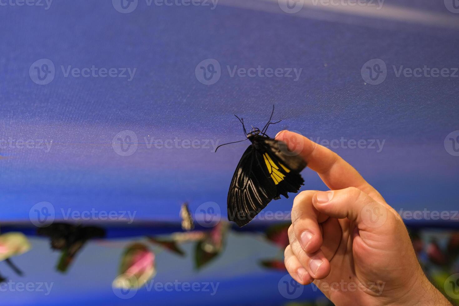 A hand is holding a butterfly photo