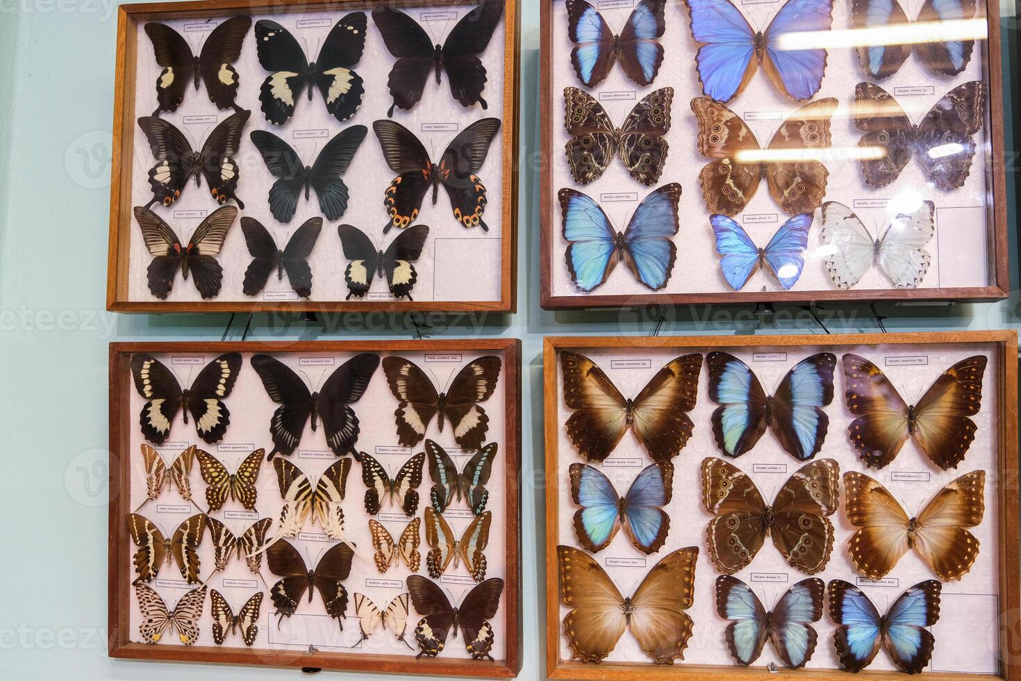 A display of butterflies in a wooden case photo