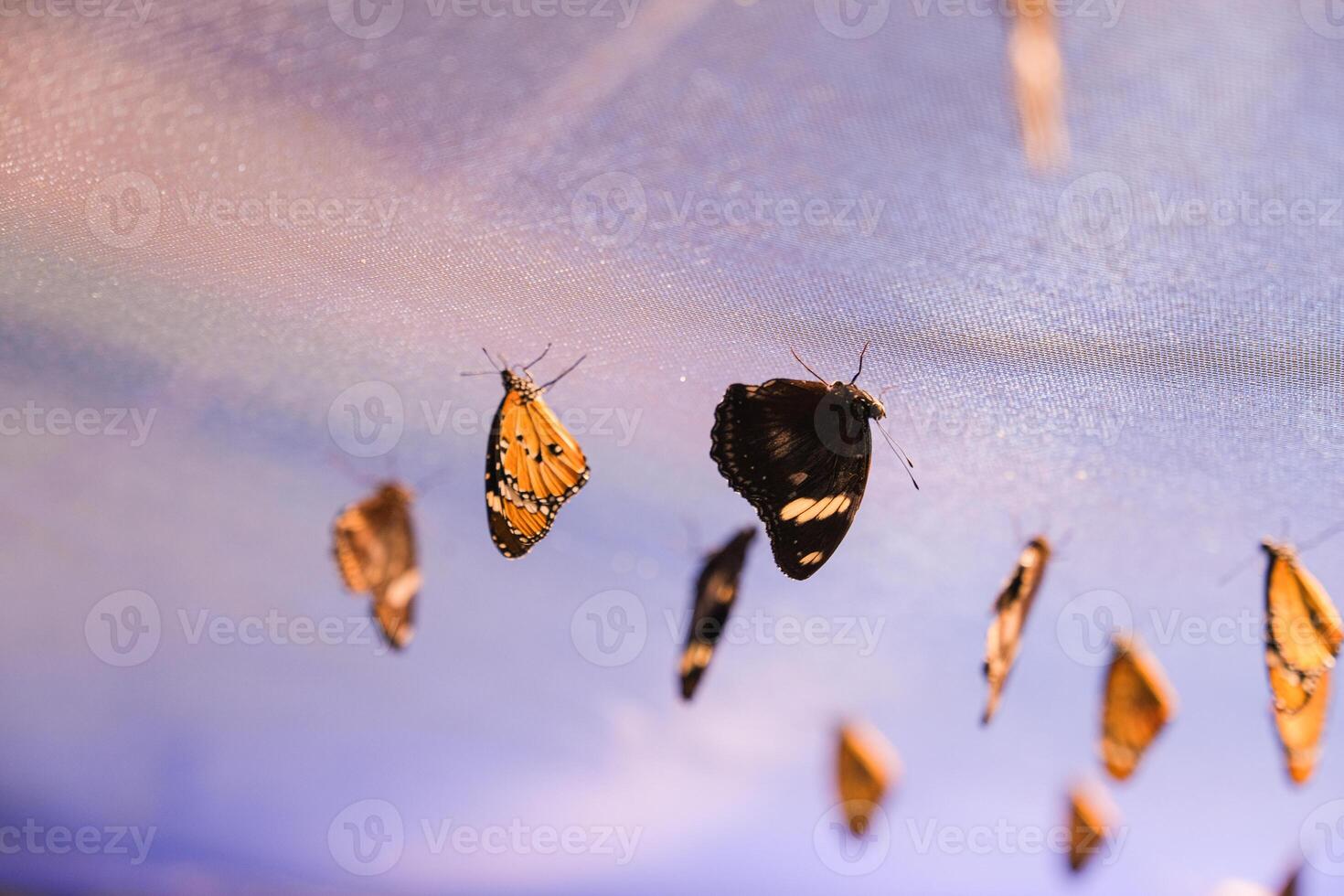 group of butterflies are flying in the air, with some of them being black photo