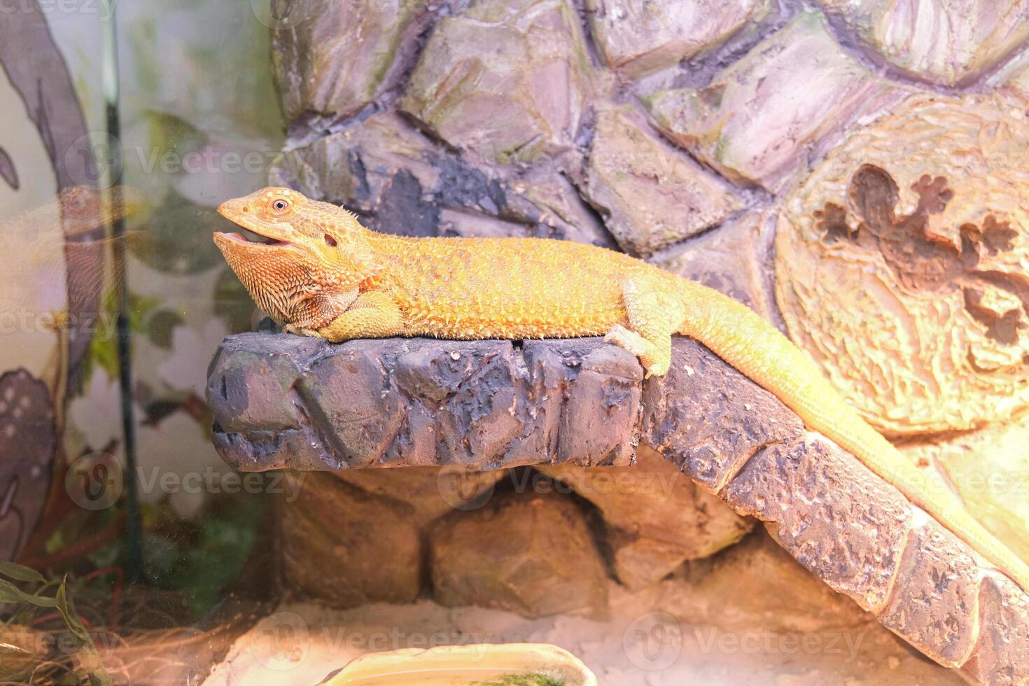 A lizard is laying on a rock in a terrarium photo