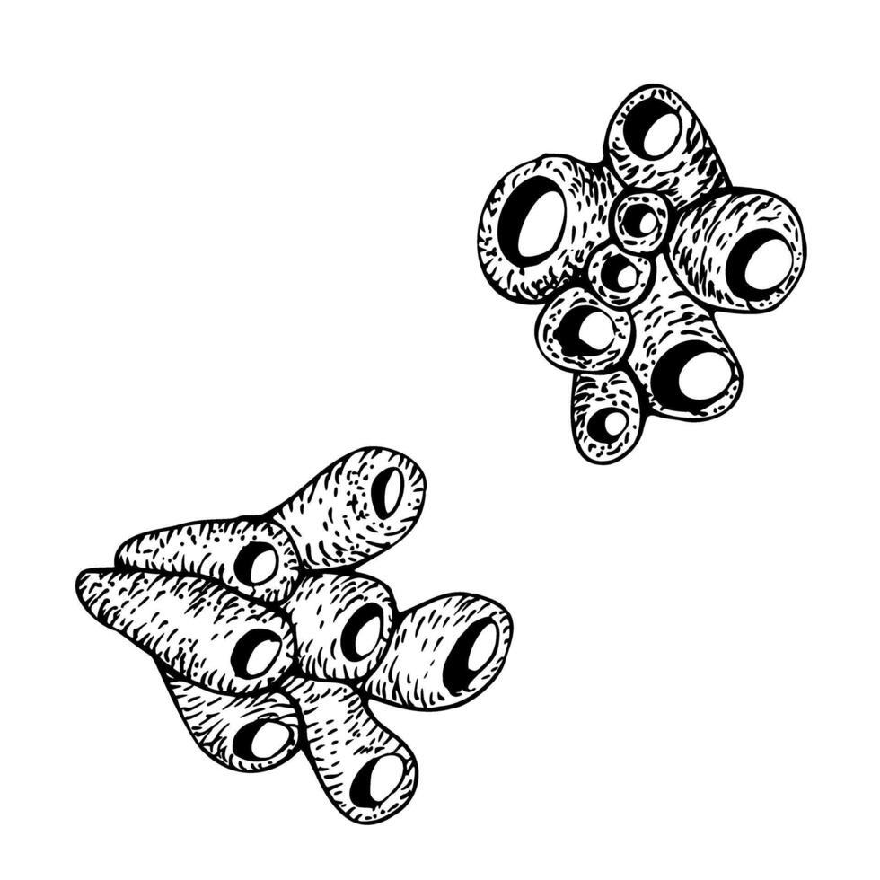 A set of tube sponges, corals. Underwater illustration isolated on white background. Hand drawn graphic black and white sketch style. For clip art decor package vector