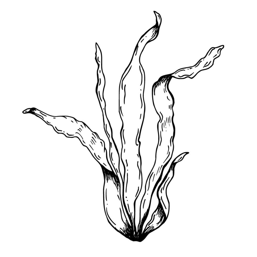 Sea and ocean, aquarium plant kelp, laminaria. Hand drawn illustration isolated on white background. Black and white graphic sketch style. For clip art coloring icon package vector