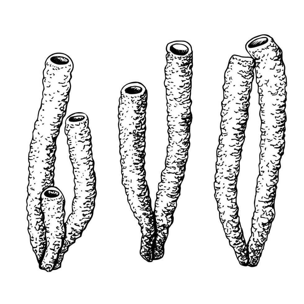 A set of sea underwater corals tubes. Hand drawn graphic illustration isolated on white background. Engraved style. For clip art package icon vector