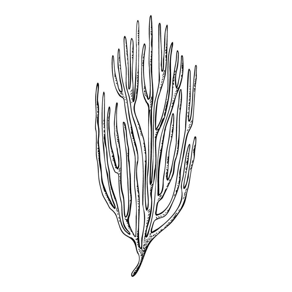 Sea fan coral reef underwater organizm. Hand drawn illustration isolated on white background. Graphic black and white sketch style. For clip art decor package icon vector