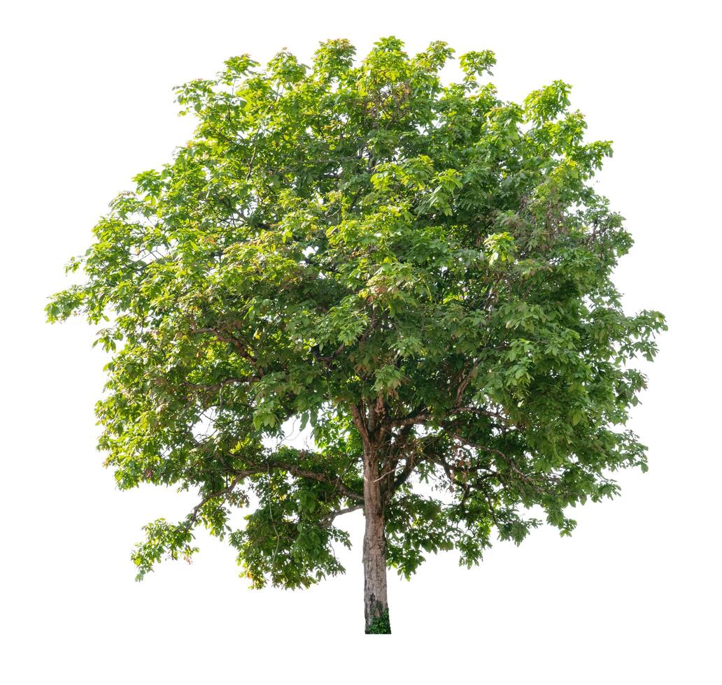 large tree with green leaves on white photo