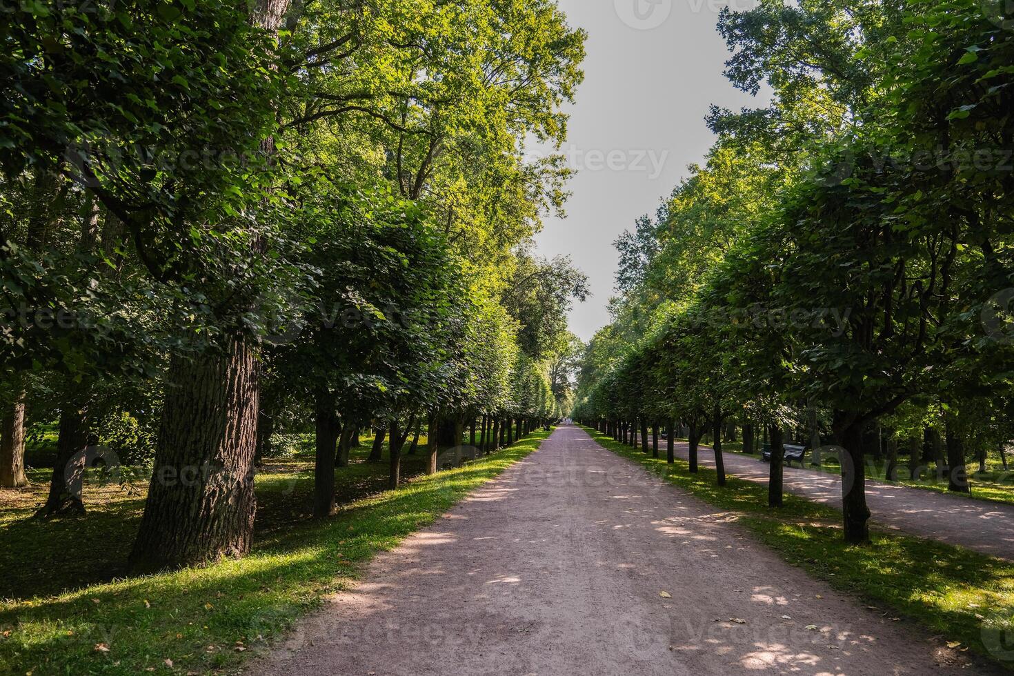 A path through a forest with trees on either side photo