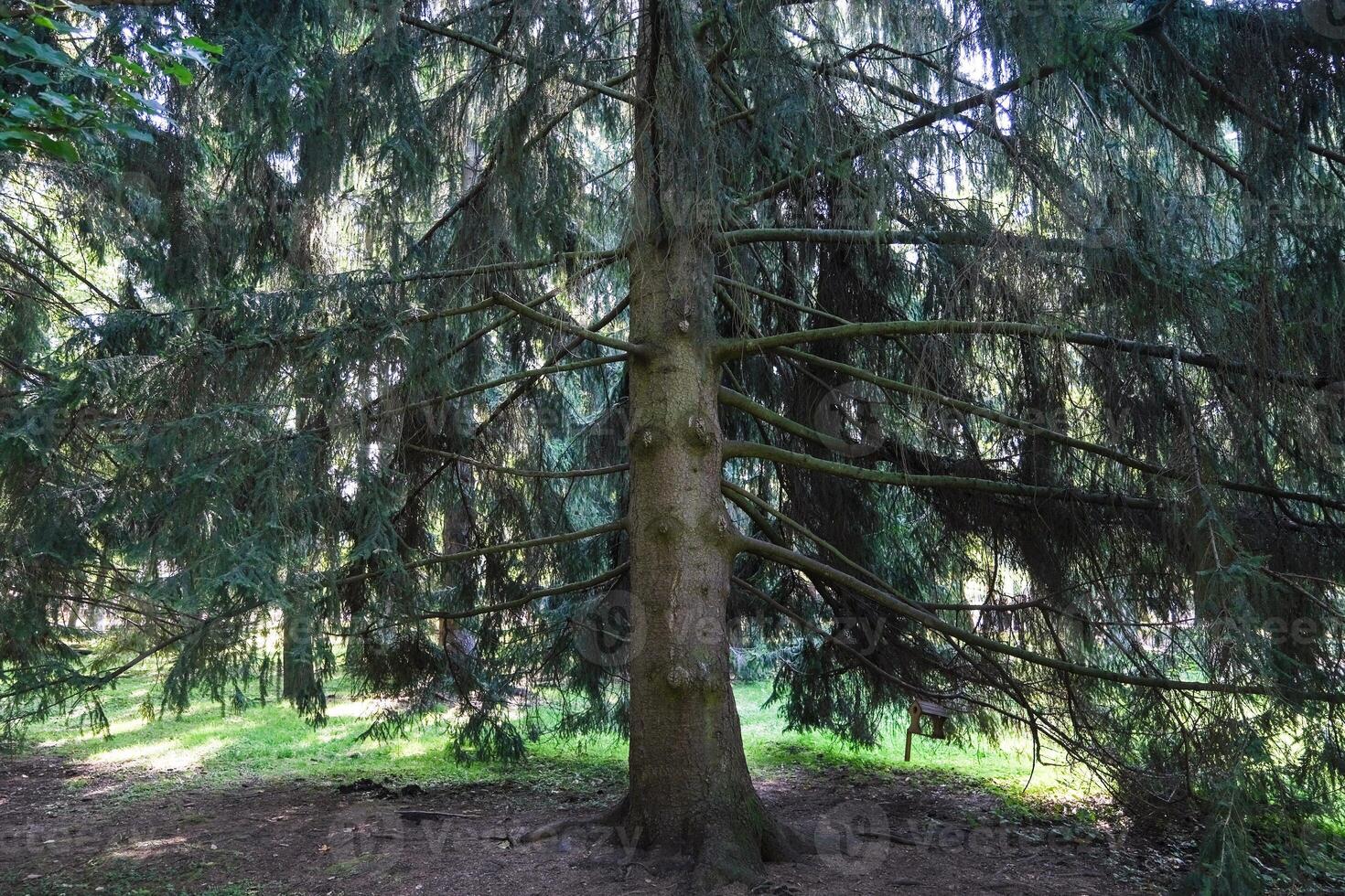 A large tree with a trunk that is bare and has no leaves photo