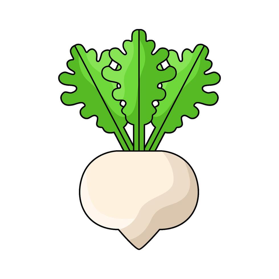illustration of Turnip vector