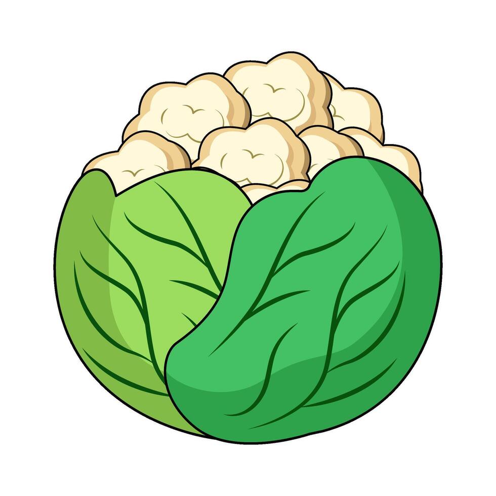 illustration of Fresh Cauliflower vector