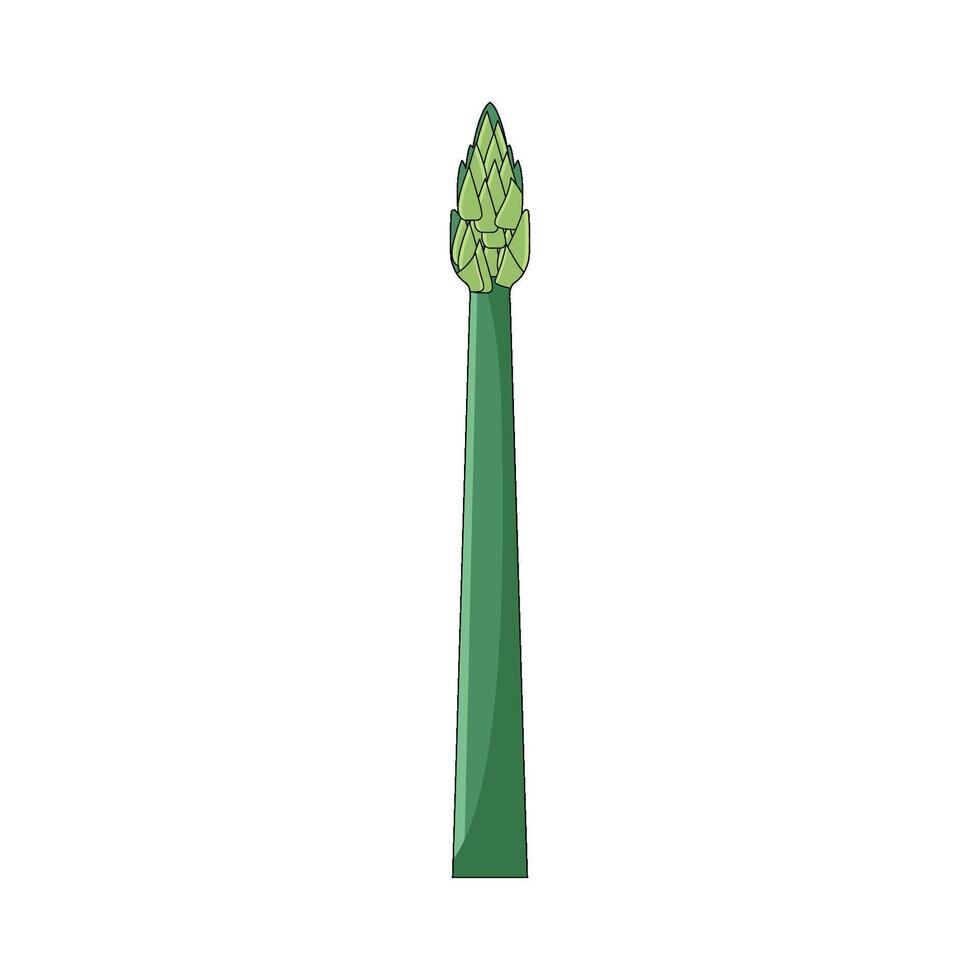illustration of Asparagus vector