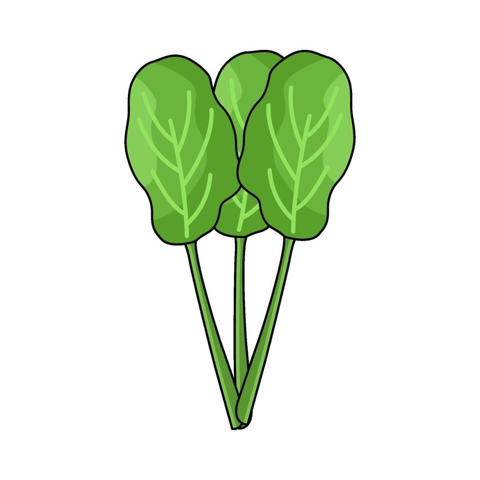 illustration of Kale vegetable vector