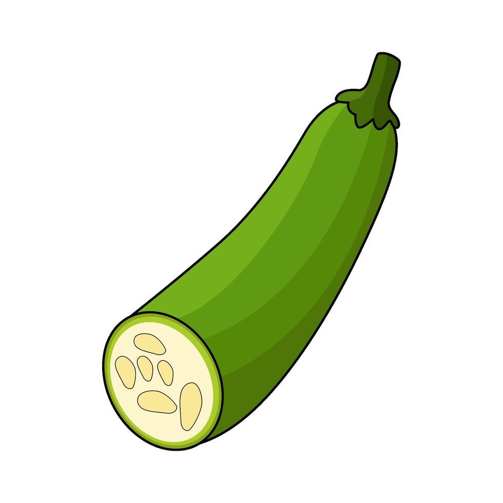 illustration of Fresh Zucchini vector