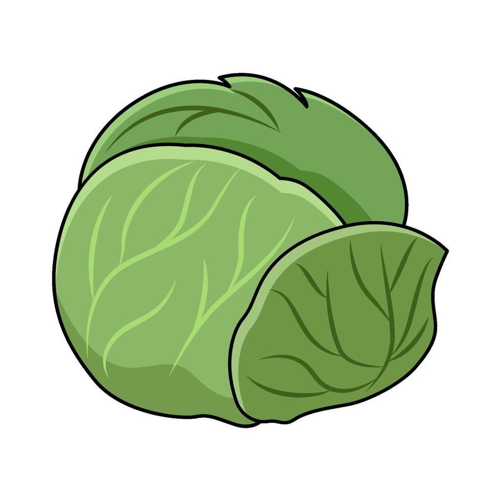 illustration of Cabbage vector