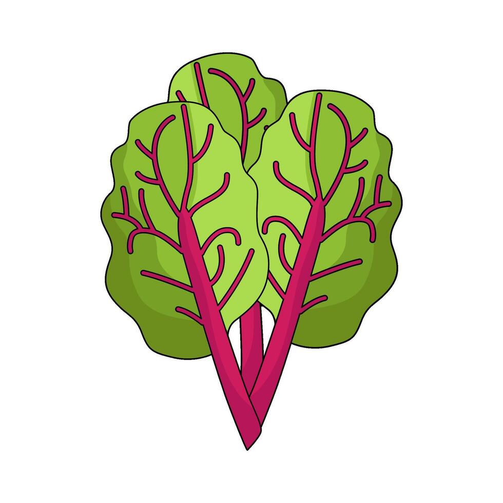 illustration of Chard vector