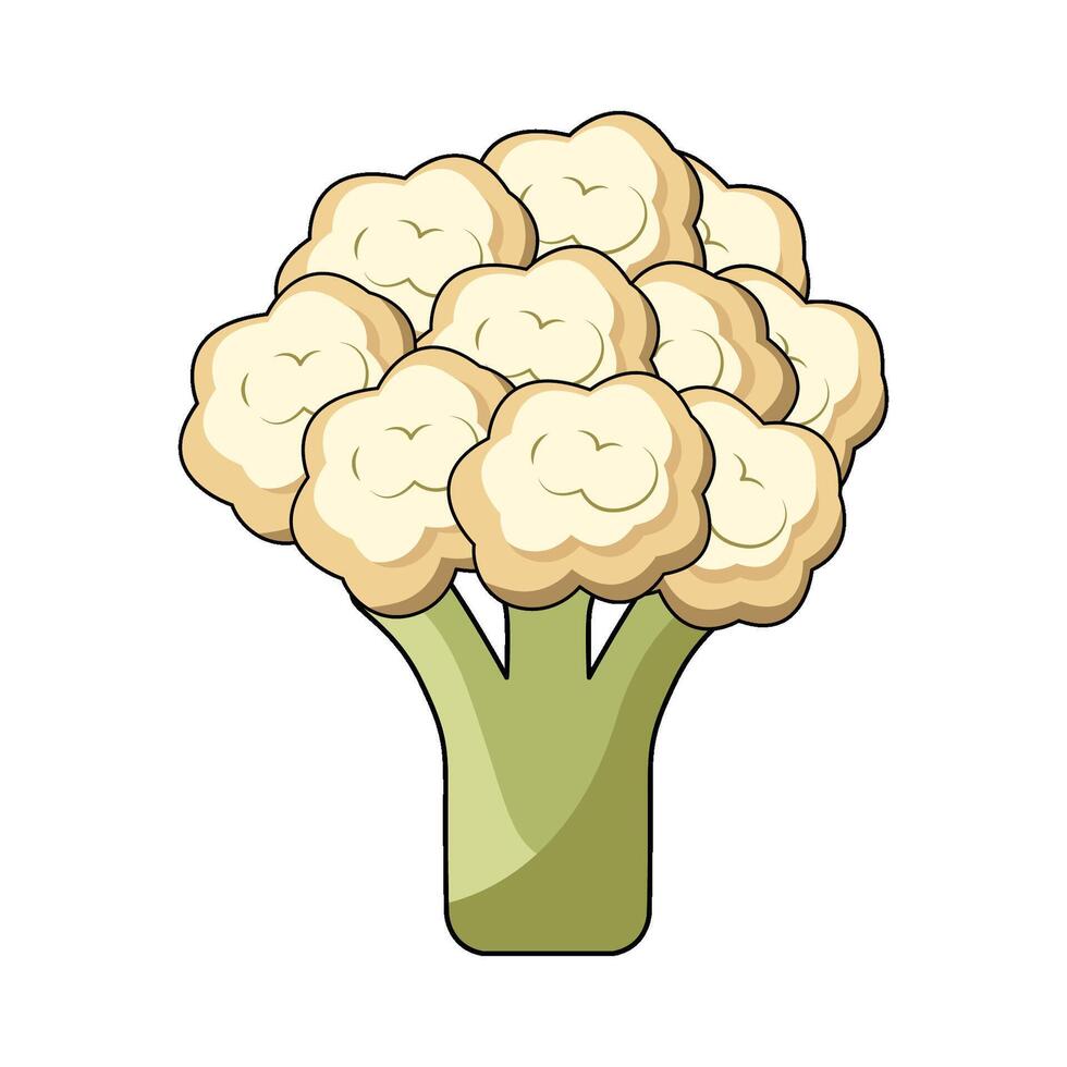 illustration of Cauliflower vector