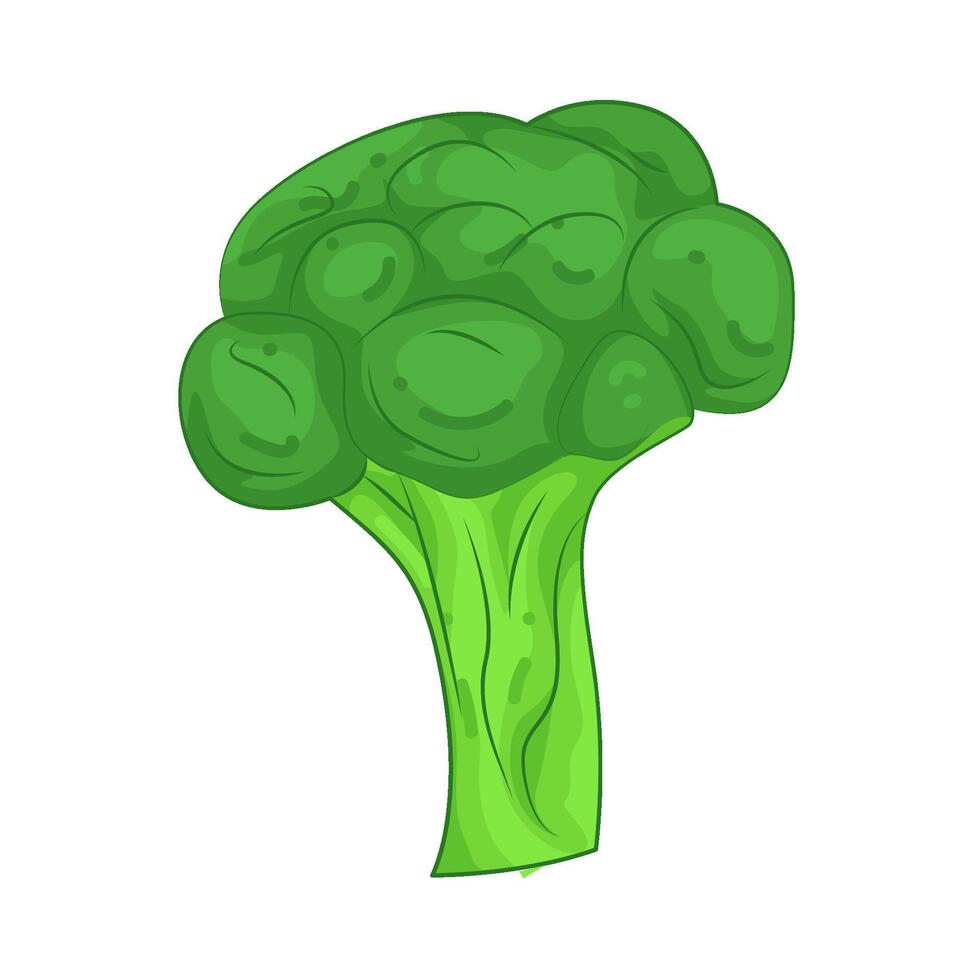 Illustration of Fresh Broccoli vector