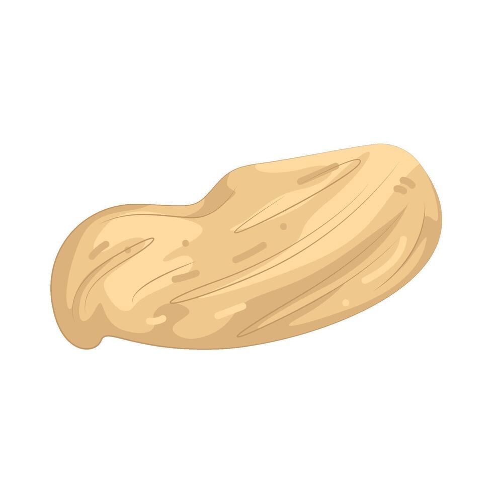 Illustration of Fresh Peanut vector