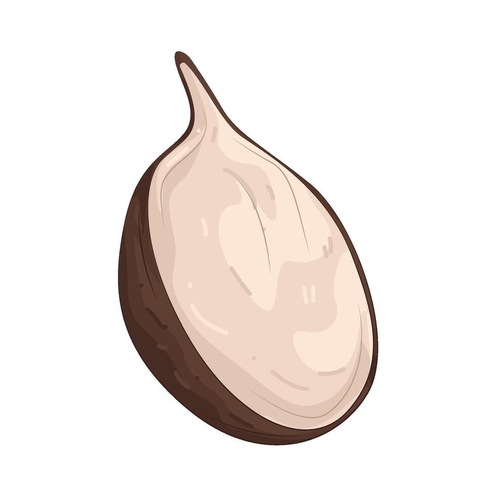 Illustration of black radish vector