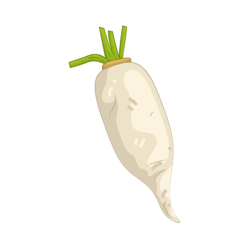 Illustration of Fresh Radish vector