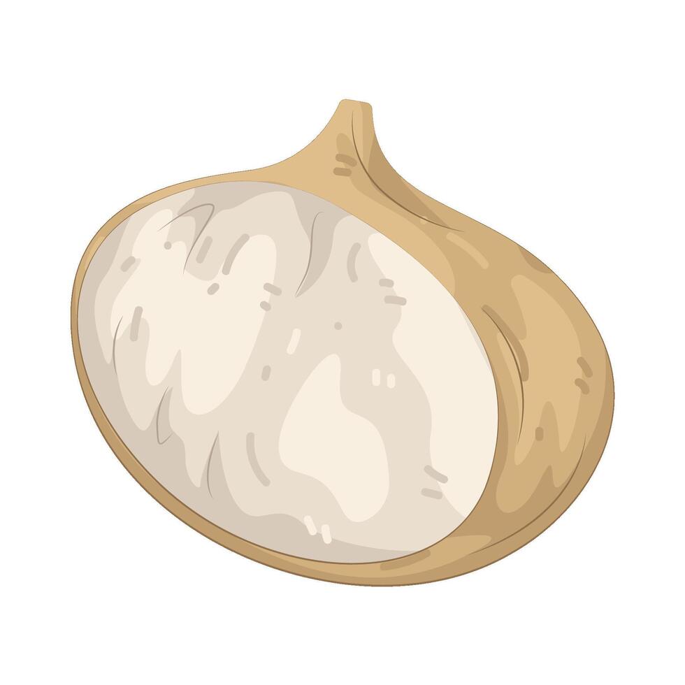 Illustration of Half Jicama vector