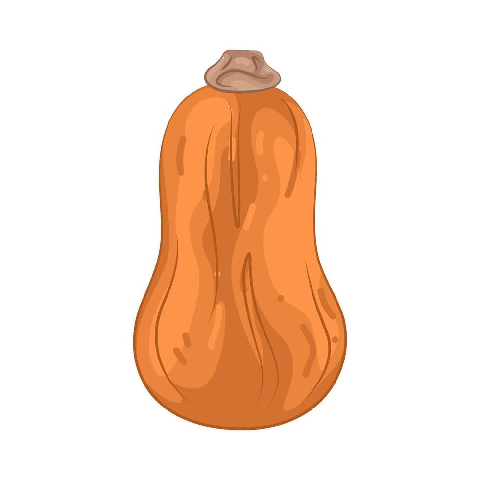 Illustration of Squash Pumpkin vector