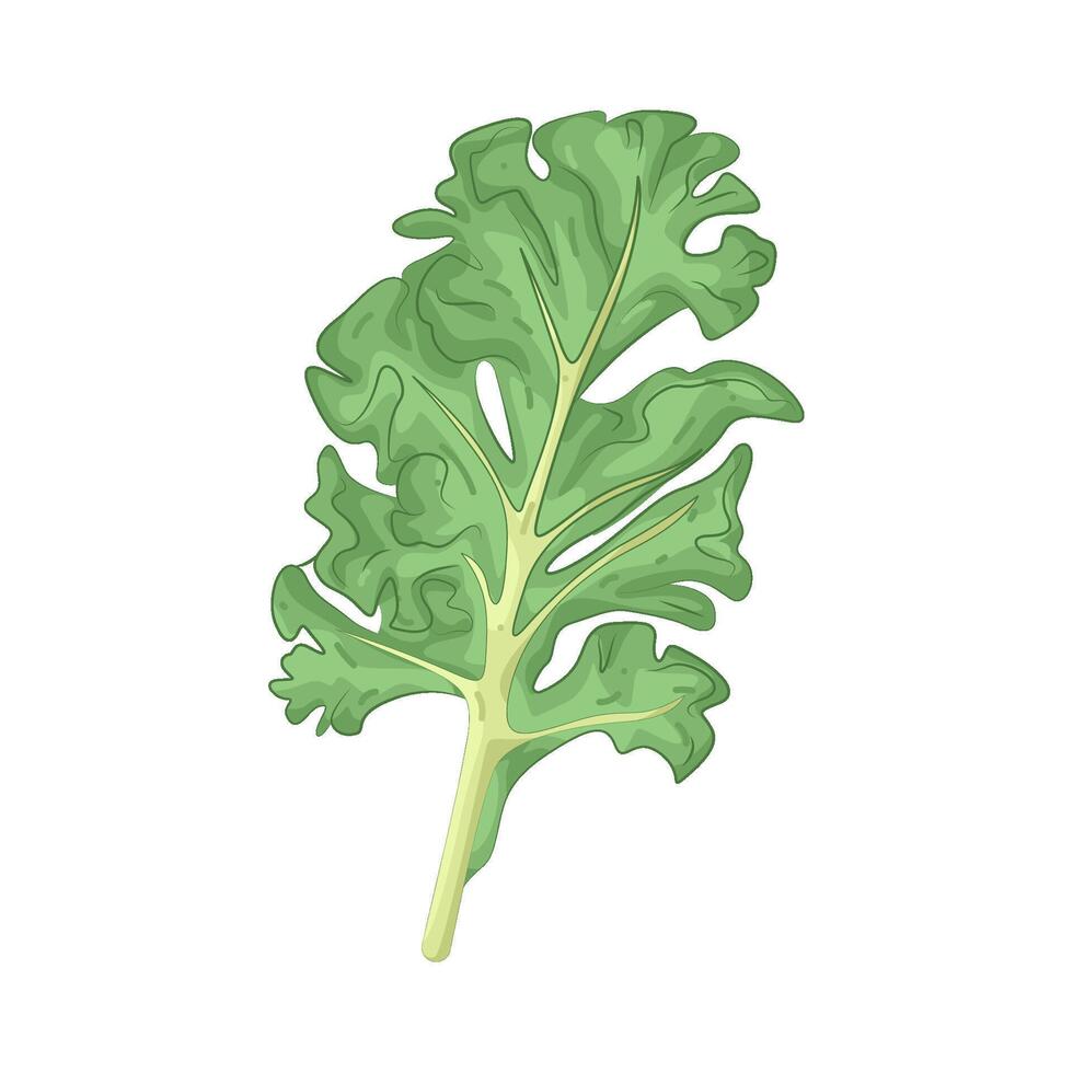 Illustration of Kale vector