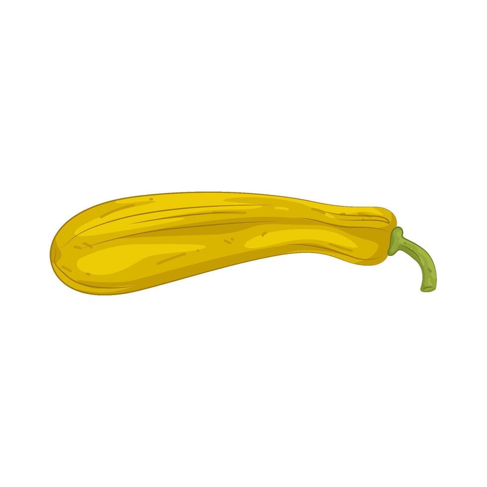 Illustration of Yellow Squash vector