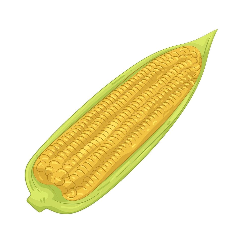 Illustration of Sweet Corn vector
