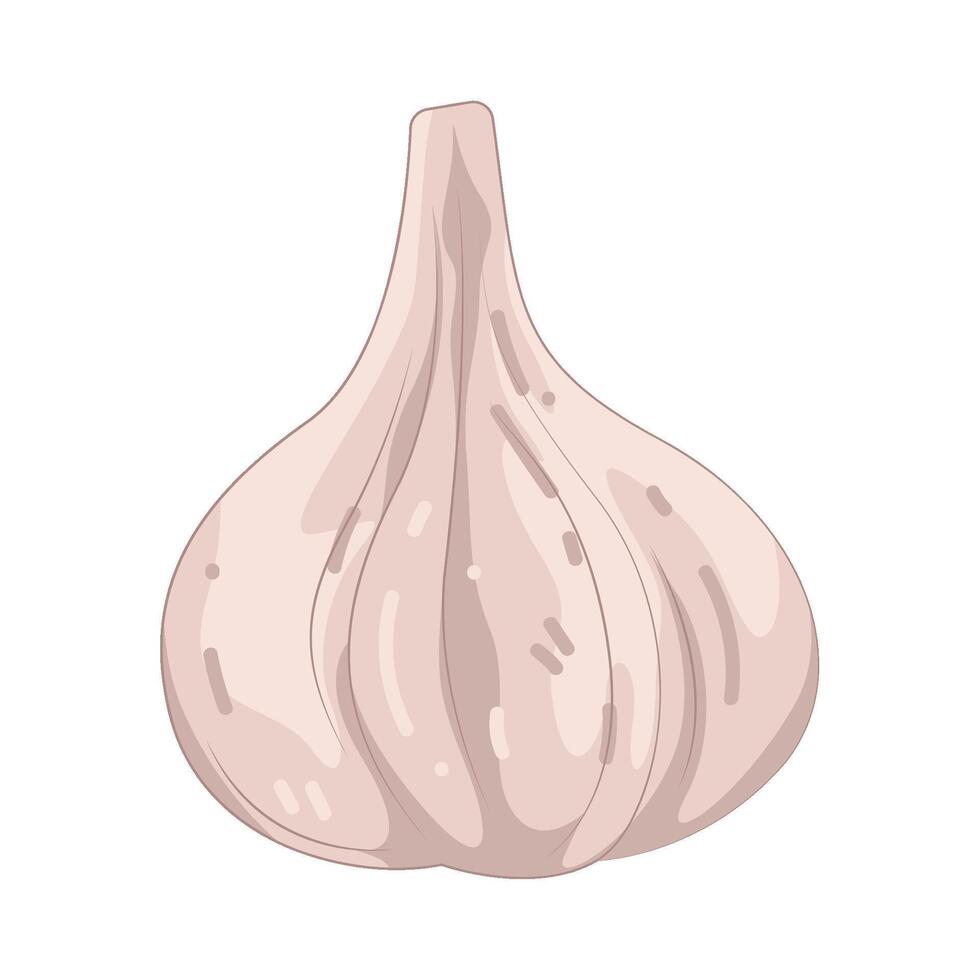 Illustration of Fresh Garlic vector