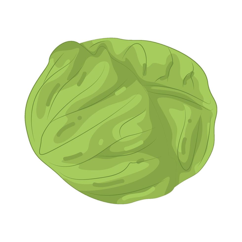 Illustration of Fresh Cabbage vector