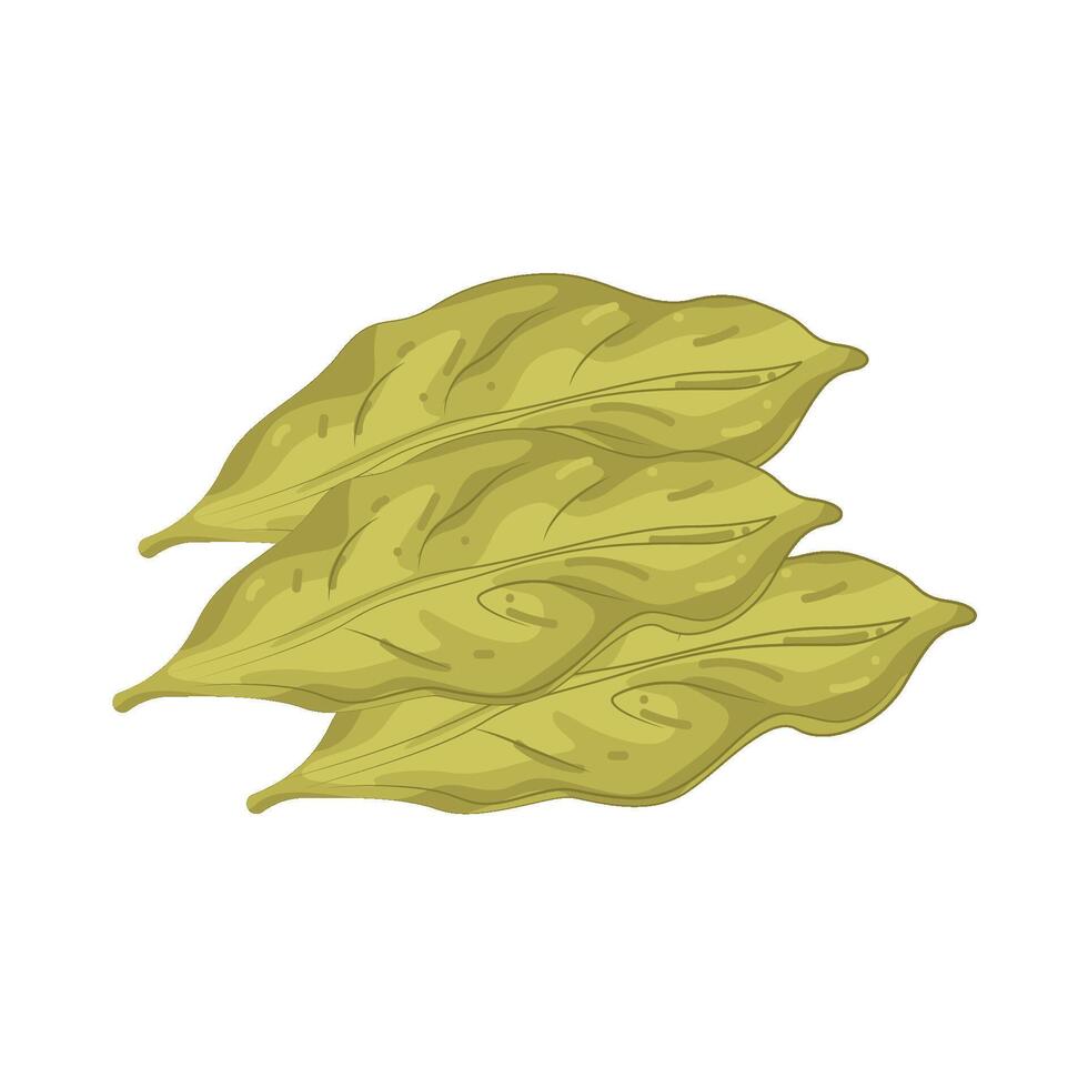 Illustration of Bay Leaf vector